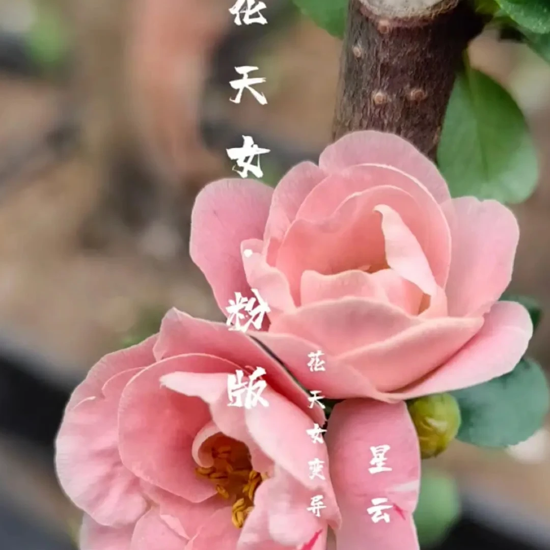 原生新品四季浓香耐寒好养室内外庭院绿植盆栽