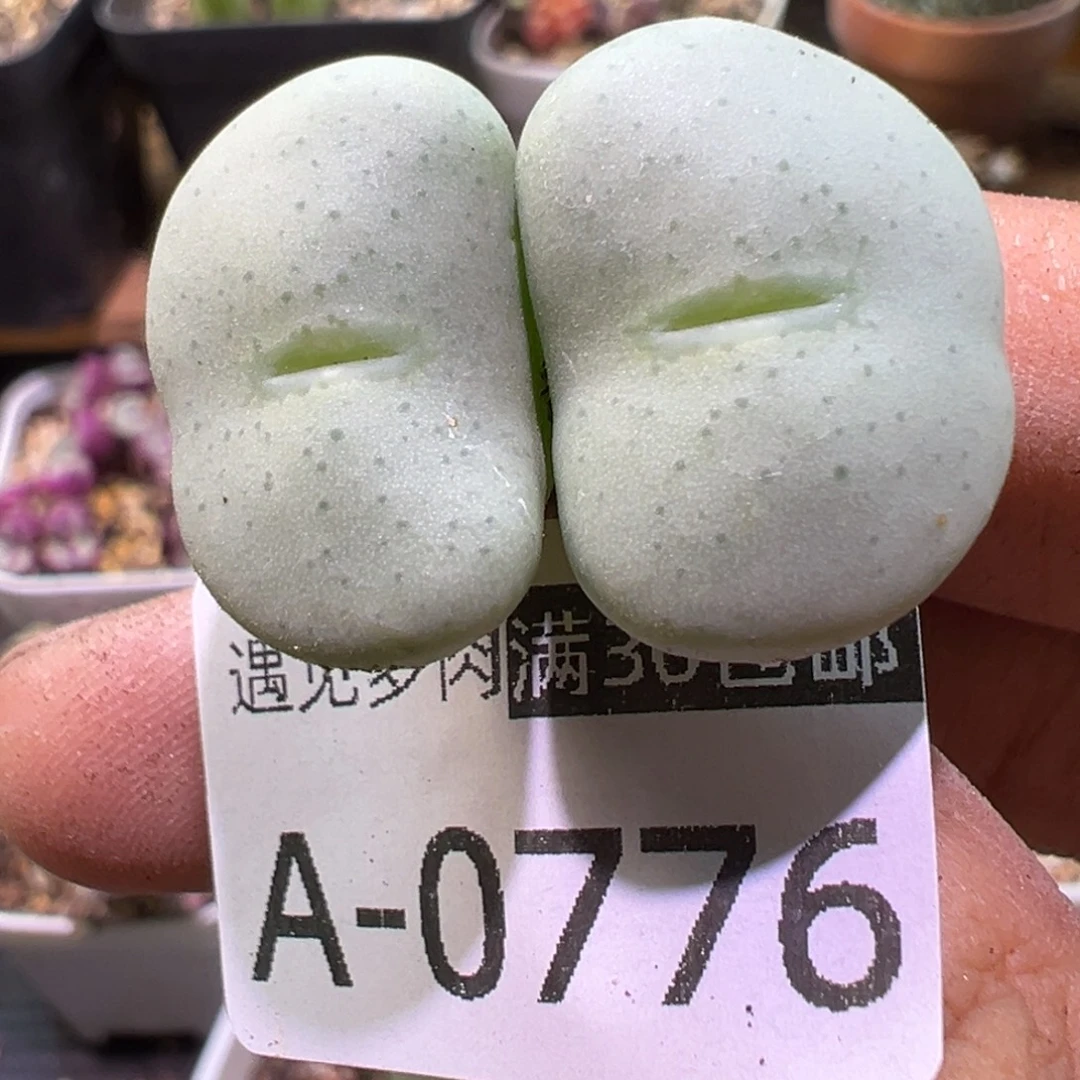 多肉植物1111111111111