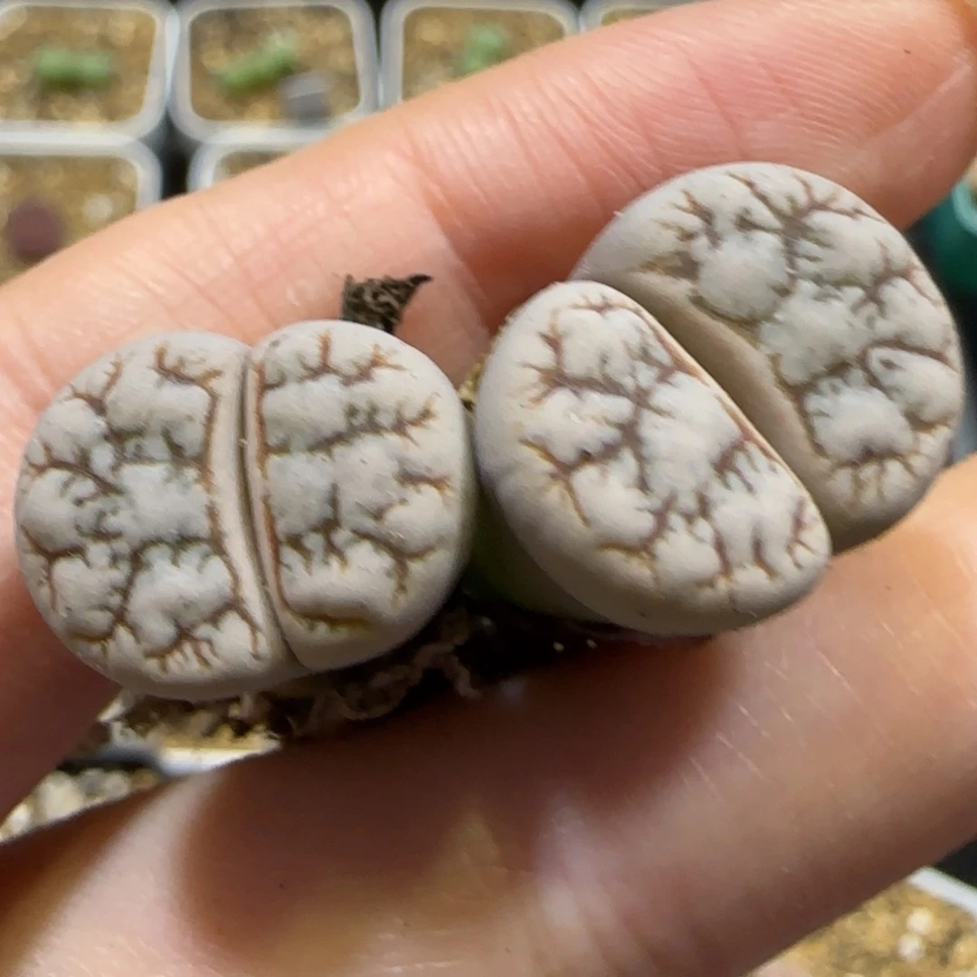 7.25。   云映微腿。  9004