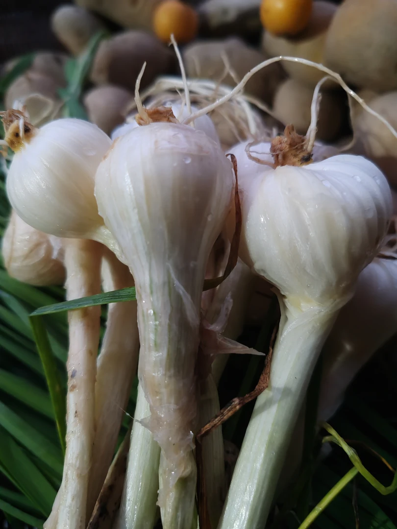 农户自种叫头葱大头葱苦葱可凉拌可腌酸葱天然有机蔬菜新鲜