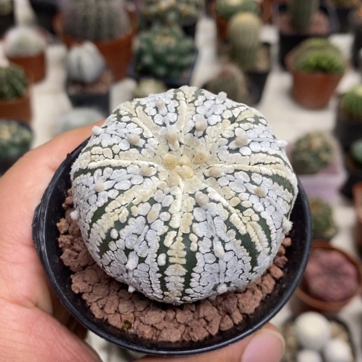 实生浓白兜特价福利