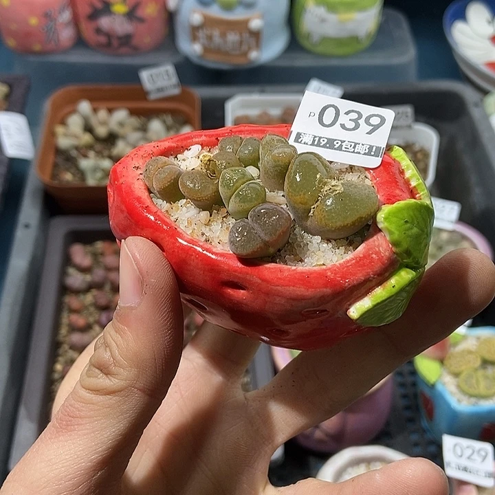 39大舅生石花肉锥