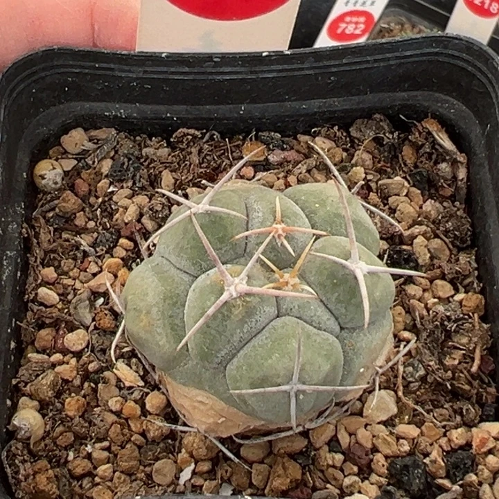 实生眠狮子3.3cm一棵仙人球