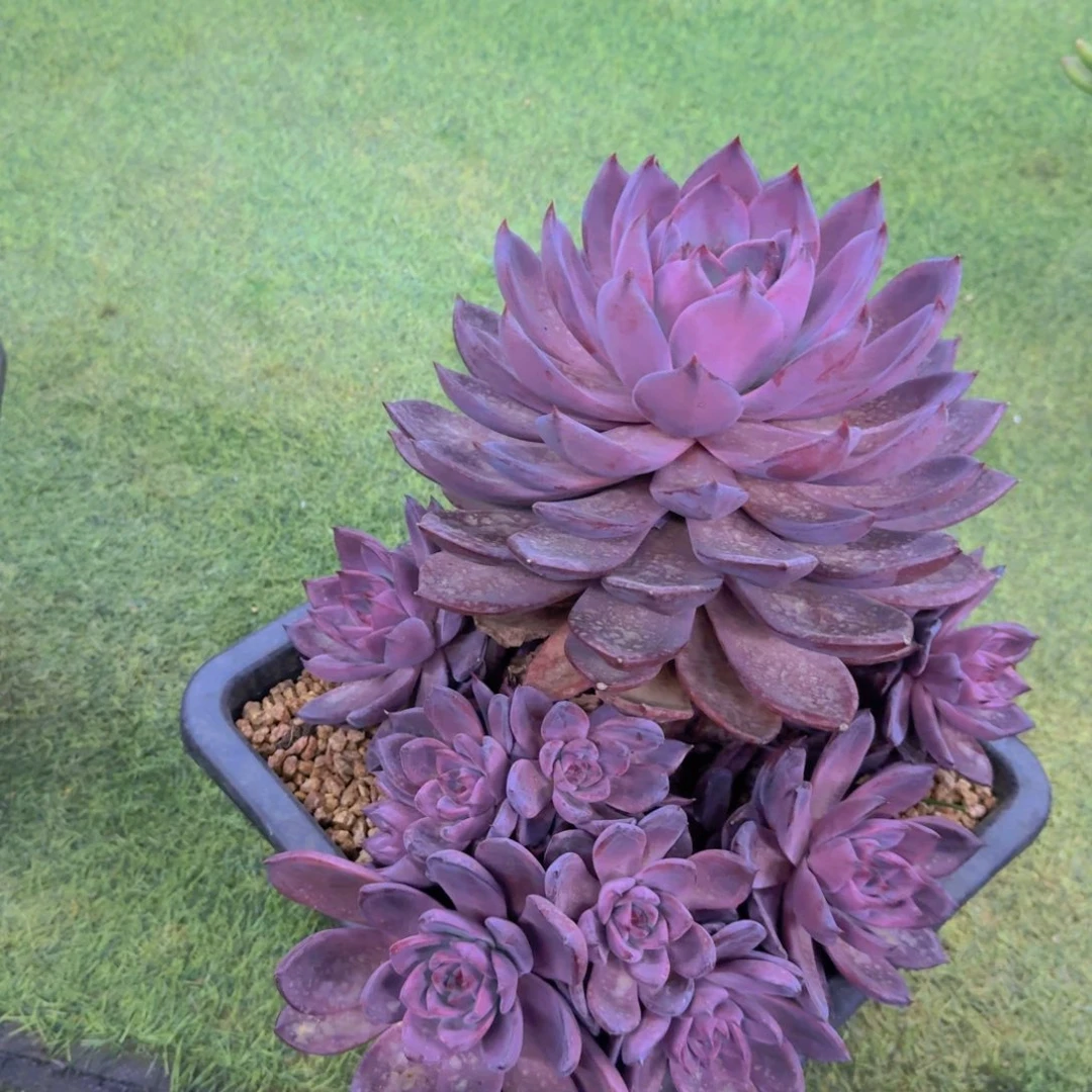 12红唐卡多肉植物的营养