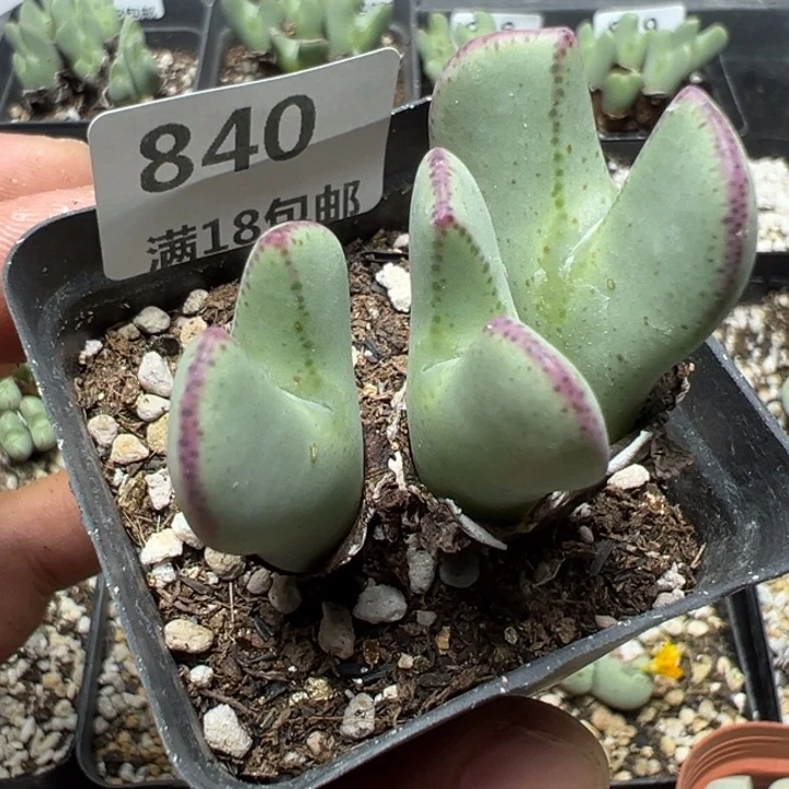 【闪购商品】 840。