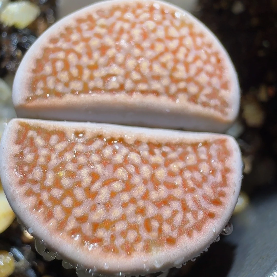 板娘亏本卖屁屁281