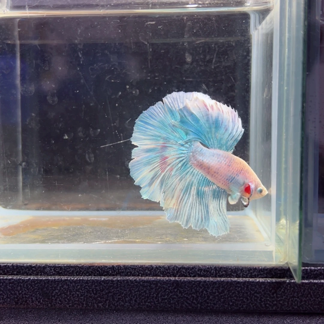 斗鱼浅色特殊尾hhhh