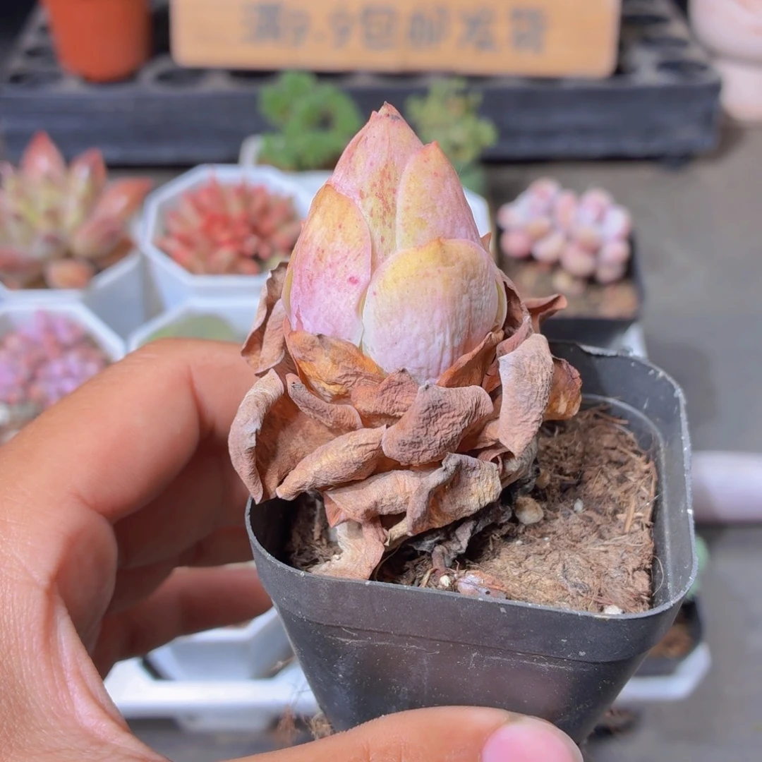 山地玫瑰多肉9.9包邮发货