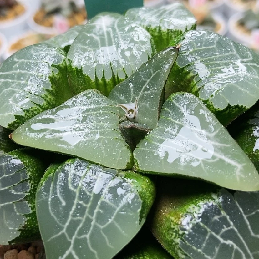 【闪购商品】月影197