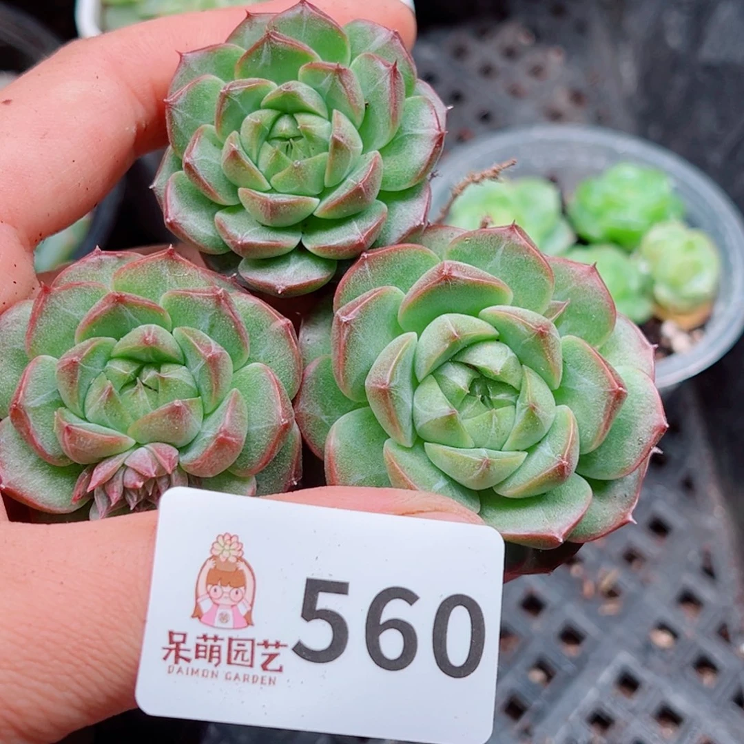 当前无花朵，栽培后可花朵