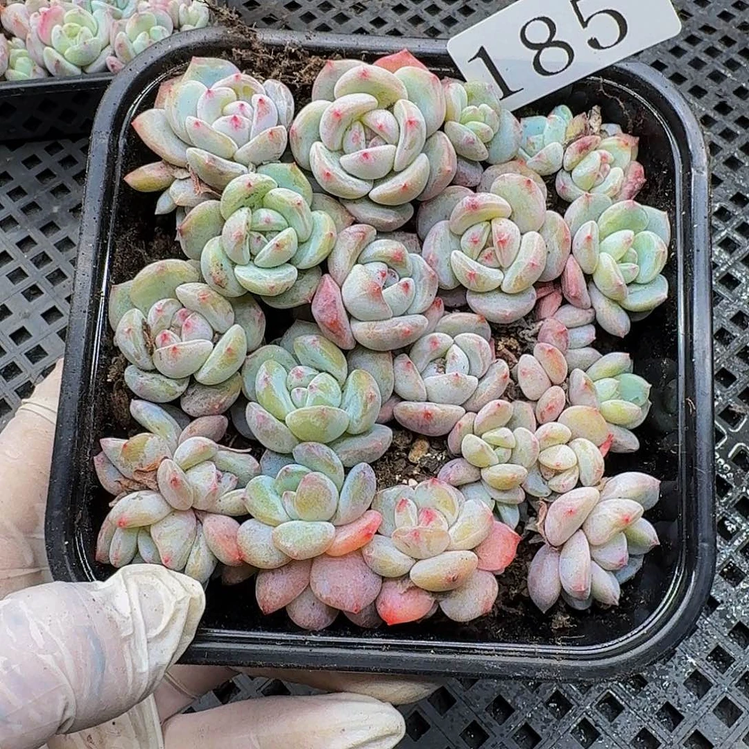 多肉植物多肉植物185