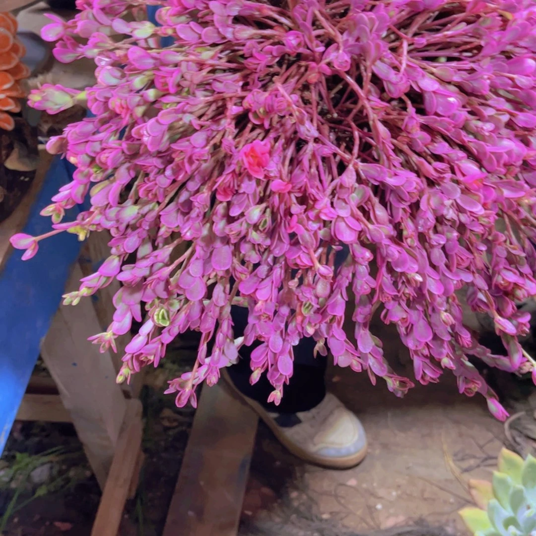 福***妮多肉植物保护研究所所长一