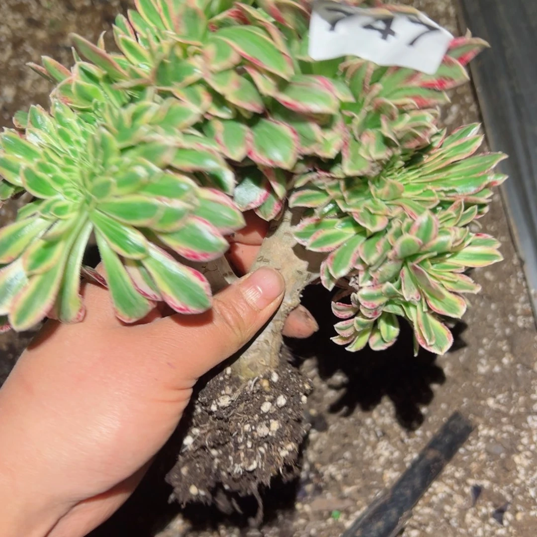 747 号多肉植物法师新年福利