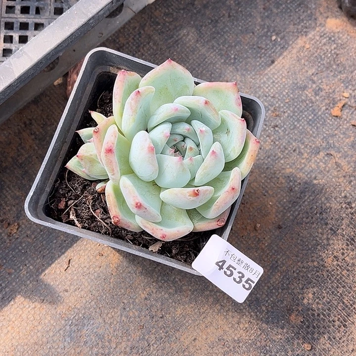 阿雅园艺。      4535白拉糖