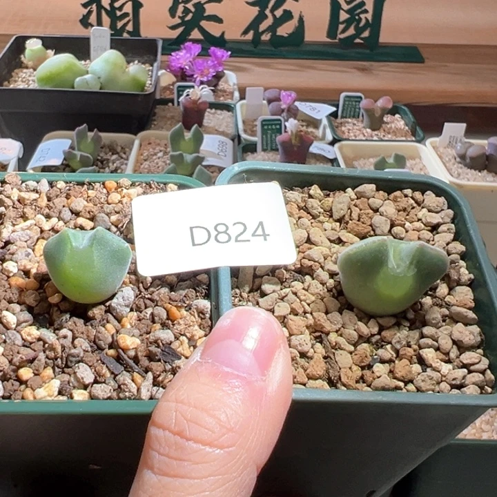 824。 青蛙2年大眼睛。红标特选 送一颗 3年大眼睛