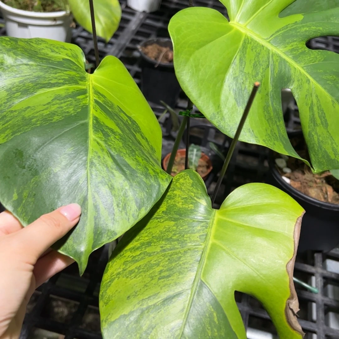 完全开放墨玉荧光三叶顶芽