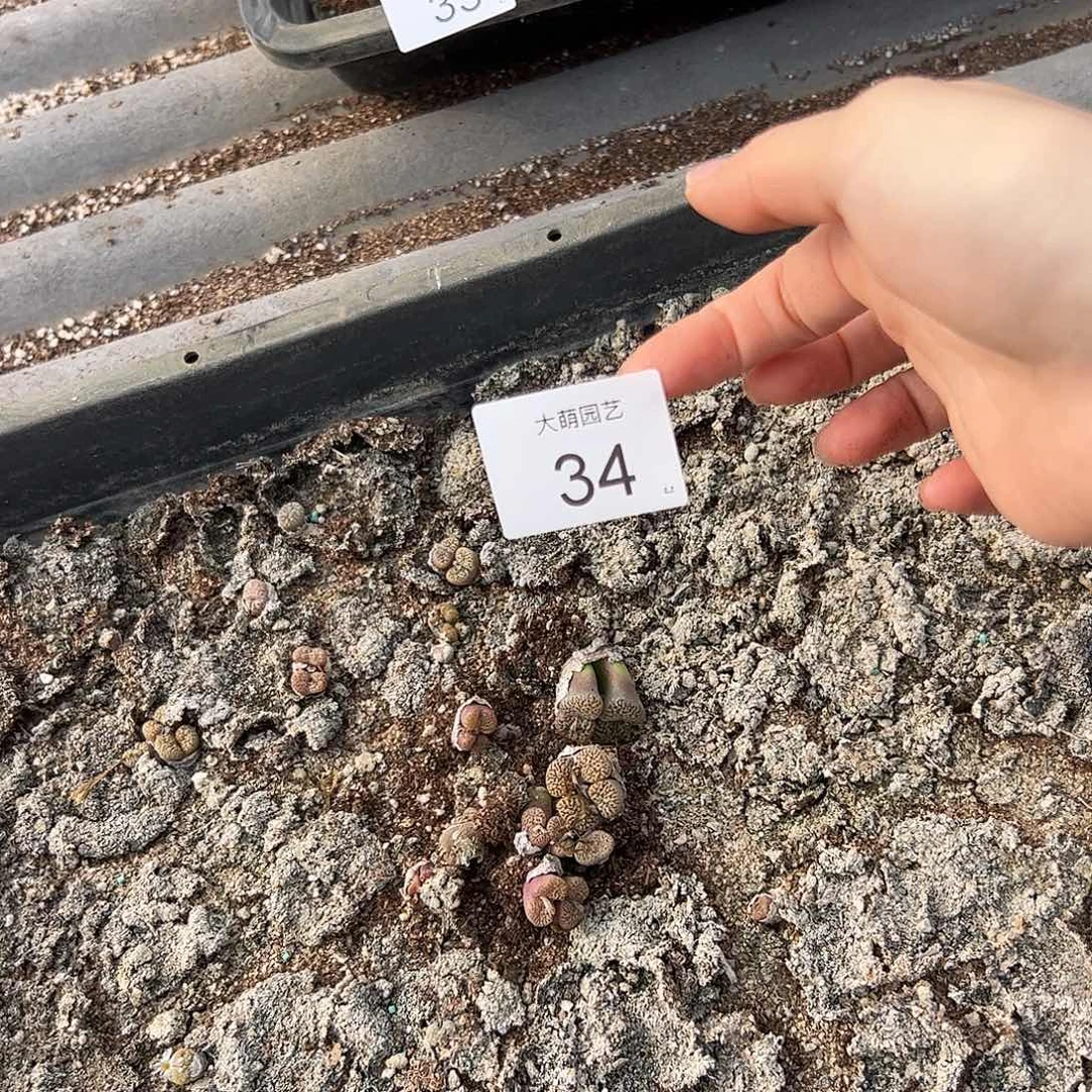 清框脱土发默认个别有疤34