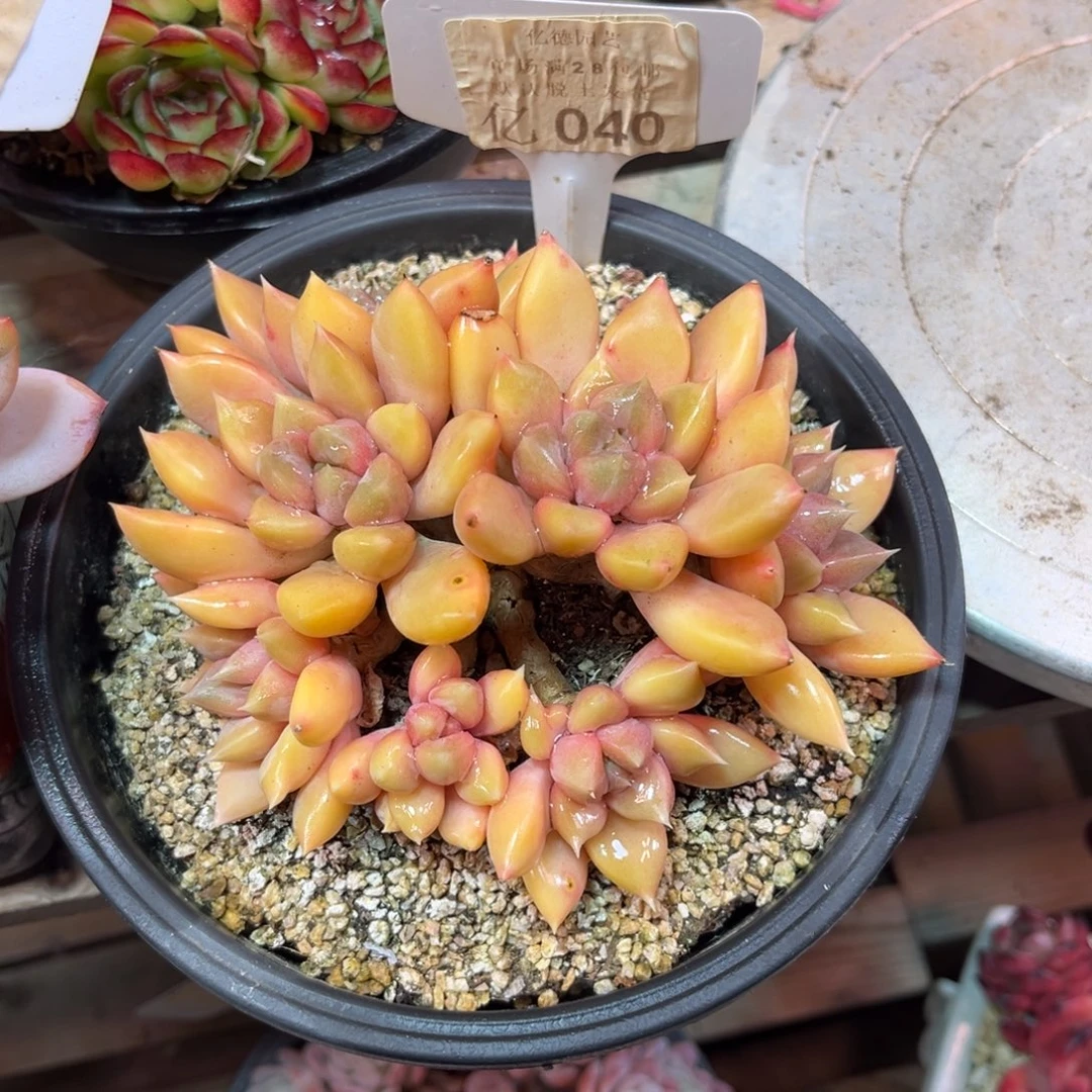 040红象牙dongtajinjinnvnv