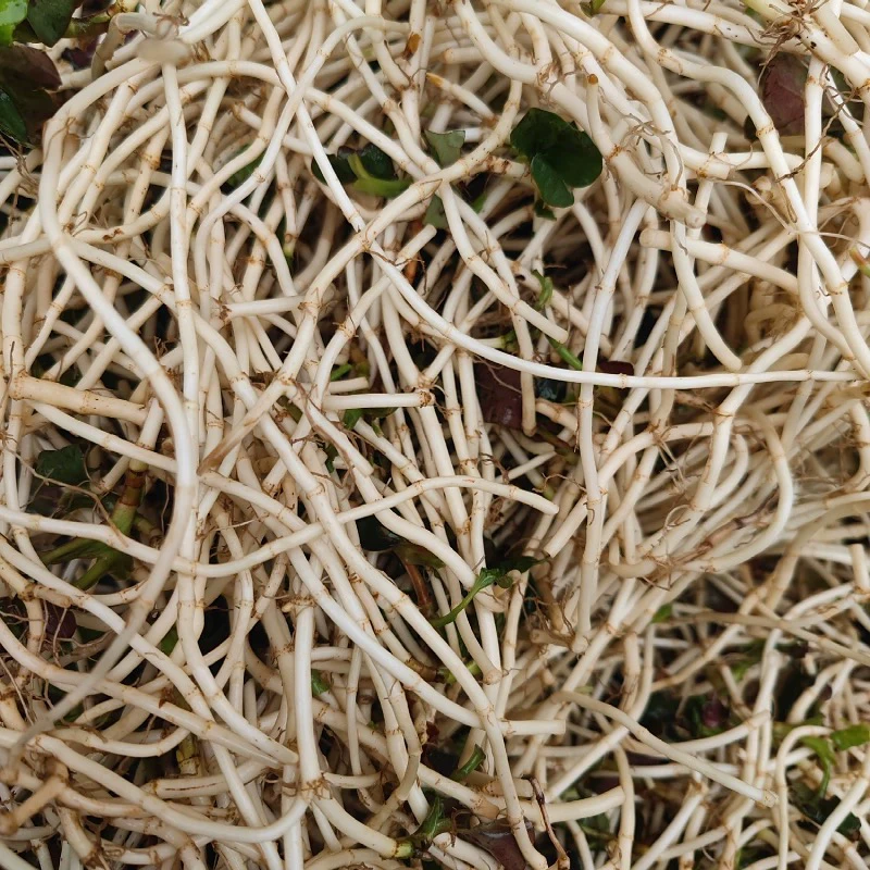 新【鱼腥草】湘西农家新鲜现挖鱼腥草可凉拌下面条好吃美味