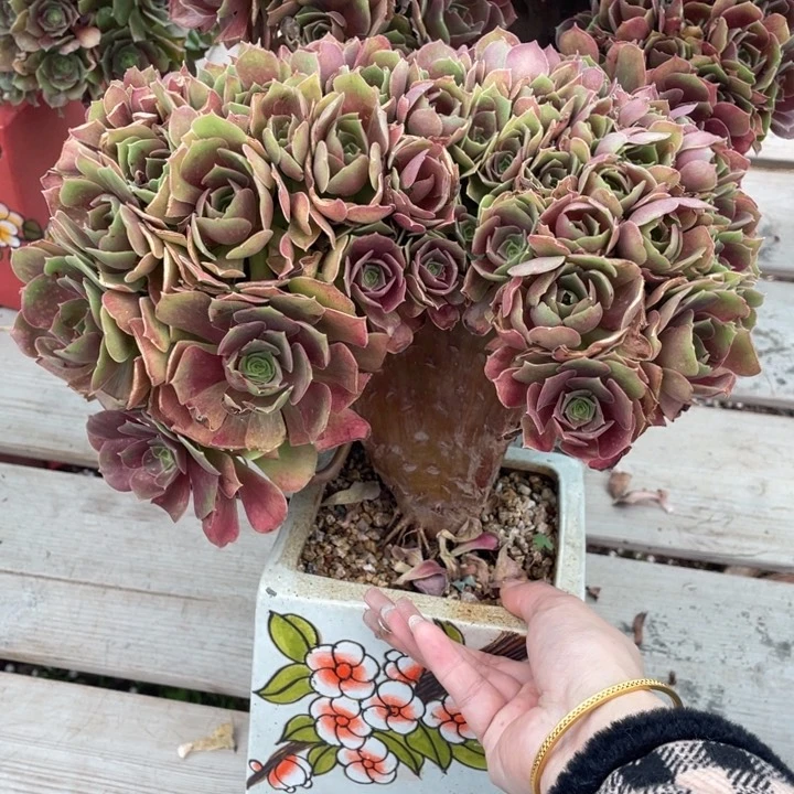 多肉植物等为食植物提供优质饲料