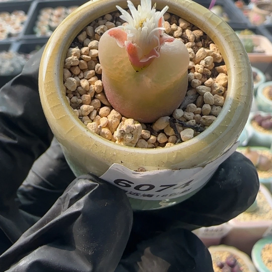 6074--一物一拍 带盆