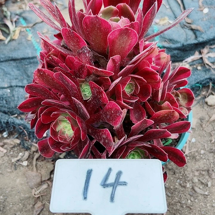 多肉植物美杜莎法师