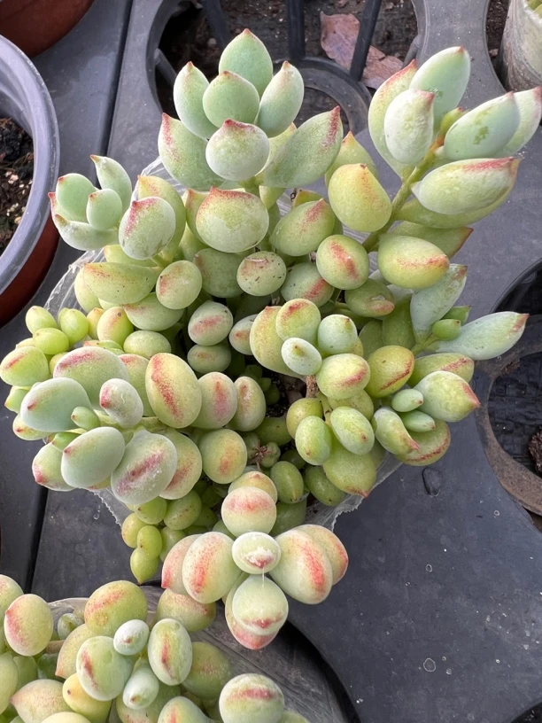 达摩福娘多肉带香味多肉满9.9包邮