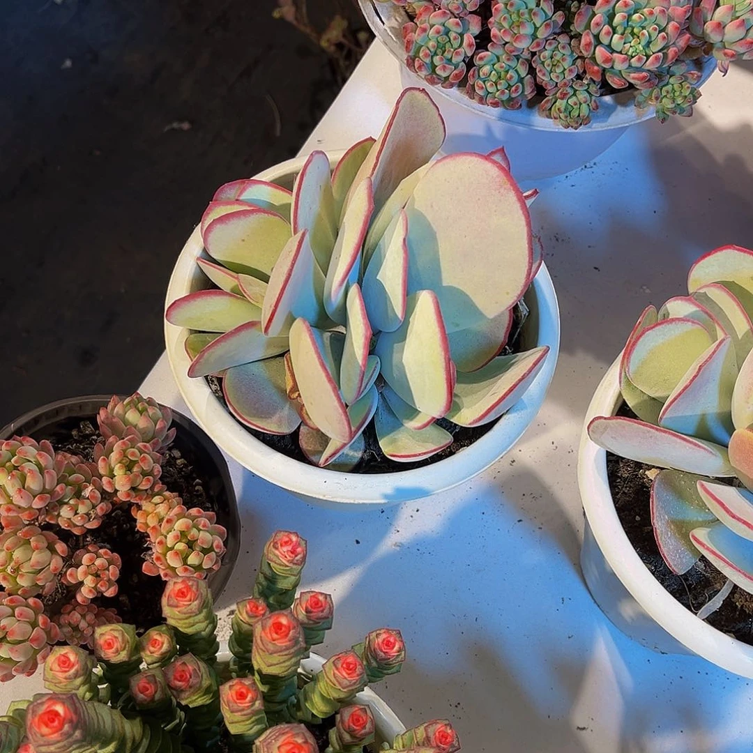 宸*白眉多肉3号一物一拍