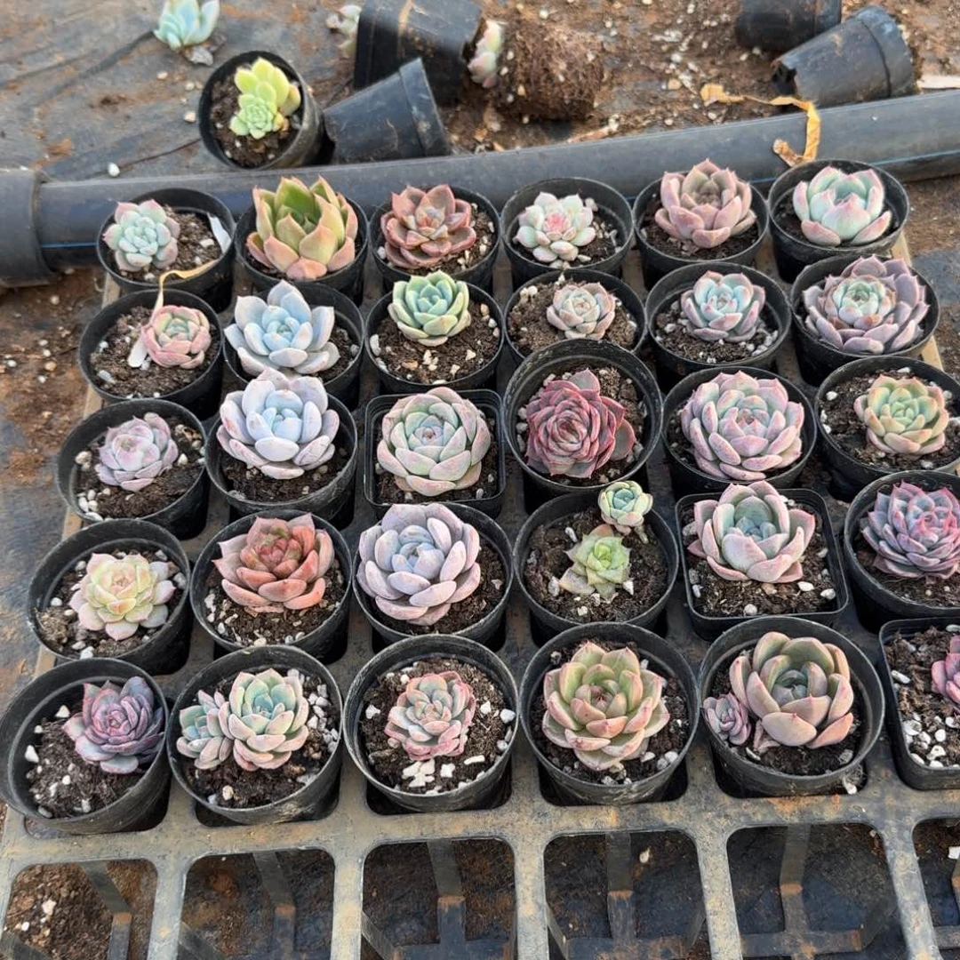 多肉杂交一物一拍13-127中门右二