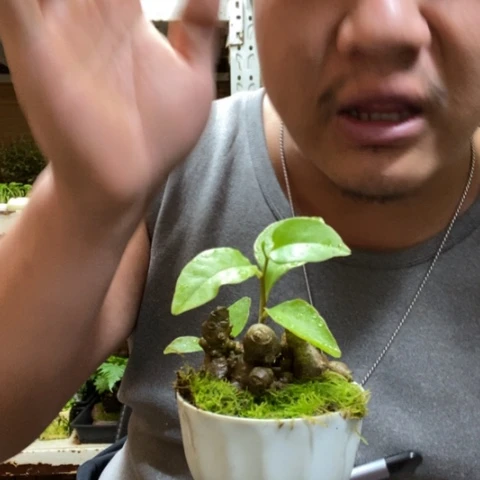 红陶一物一拍所见即所得232