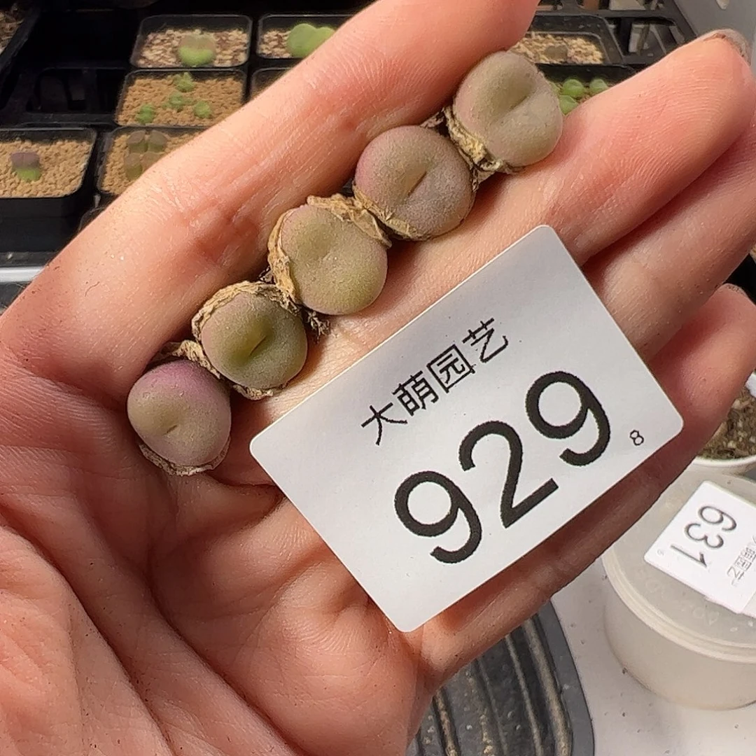 0000929 一物一拍。
