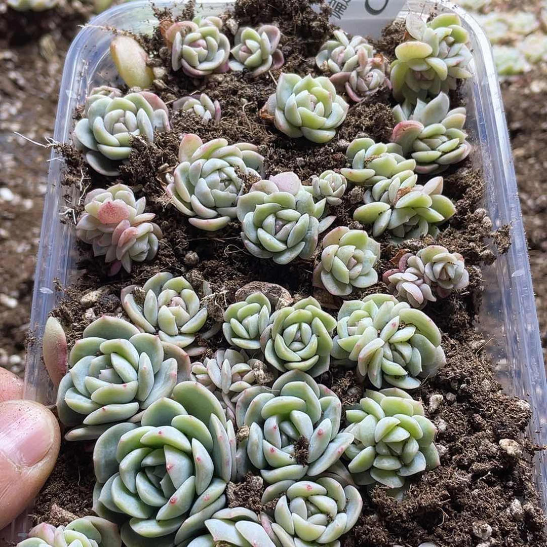 乌拉拉干冰一物一拍083