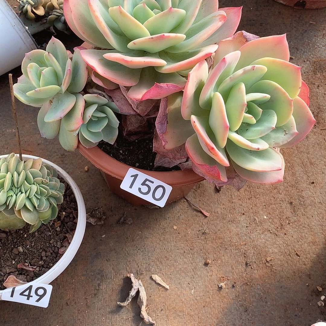 150 一物一拍多肉