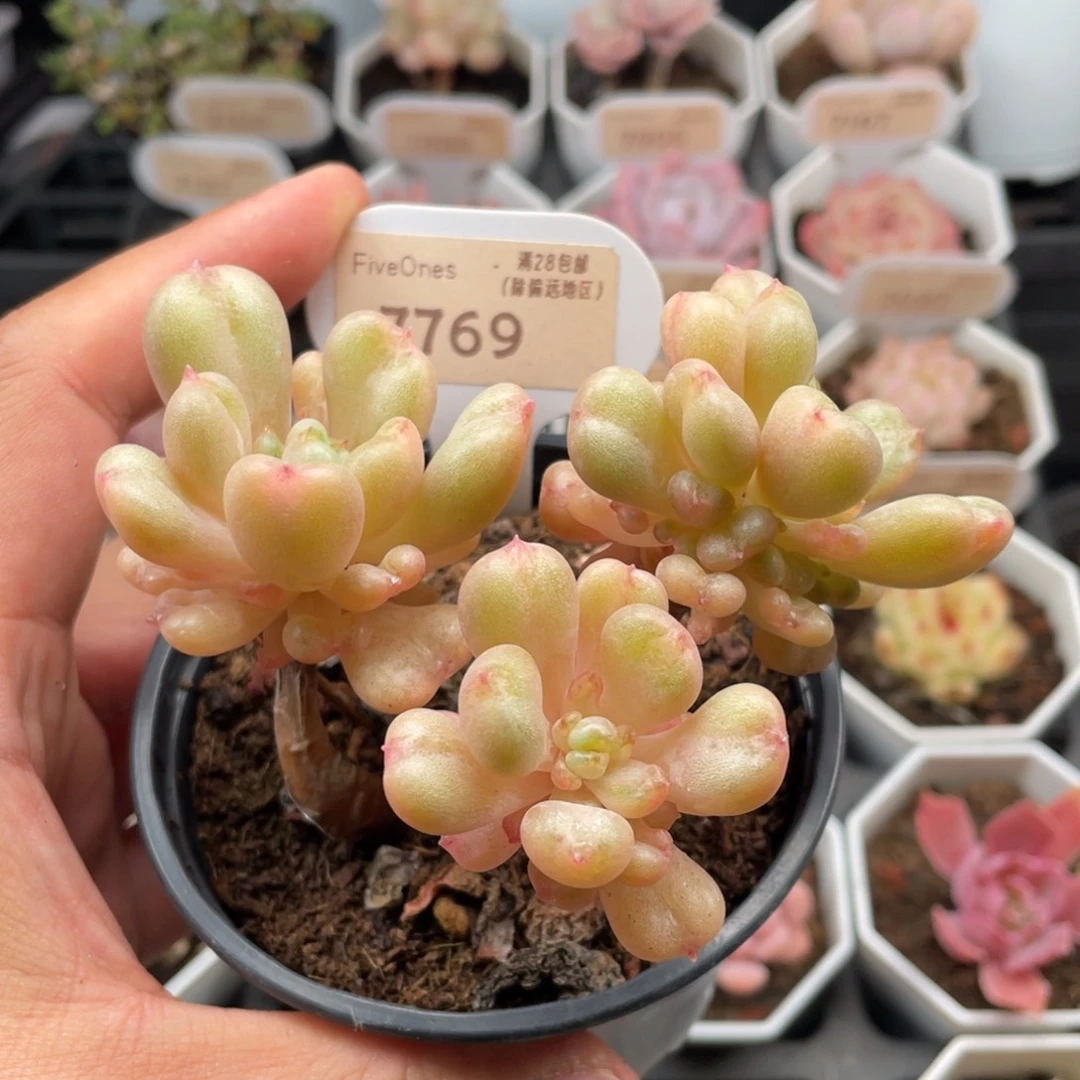 ღ***ღ比尔盖茨7769-9.5厘米