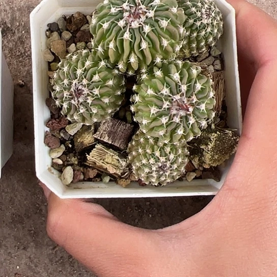 听**蝉短号刺五刺玉466778