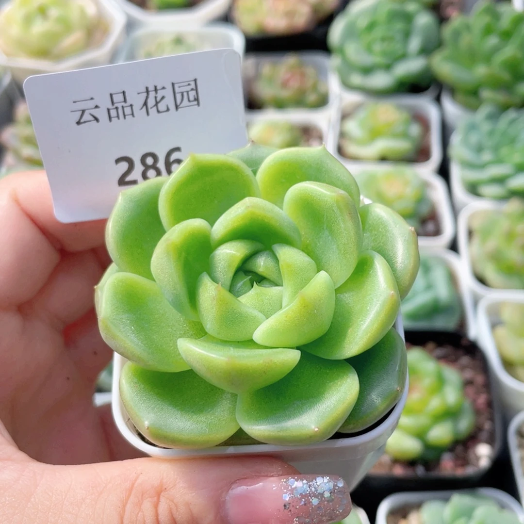 286号糖心冰心珍妮 涳濛珍妮