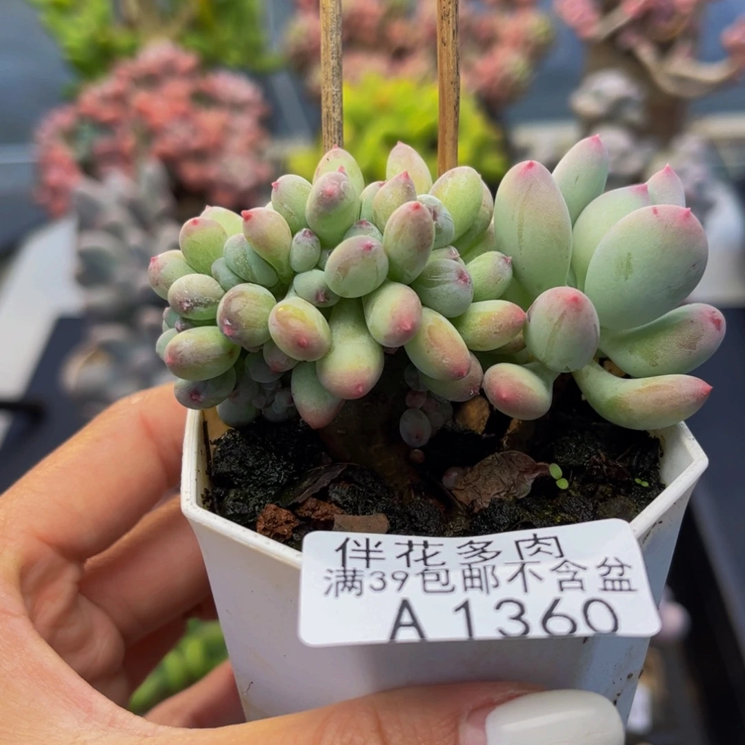 1360-苹果奶缀化多肉7cm