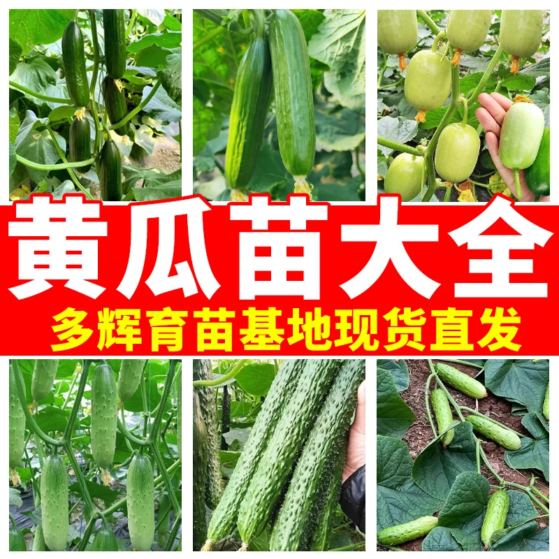 [黄瓜苗]黄瓜秧苗基地直发四季季种植