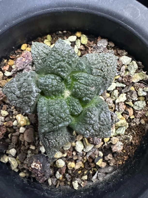 实生龟甲牡丹1号一物一拍