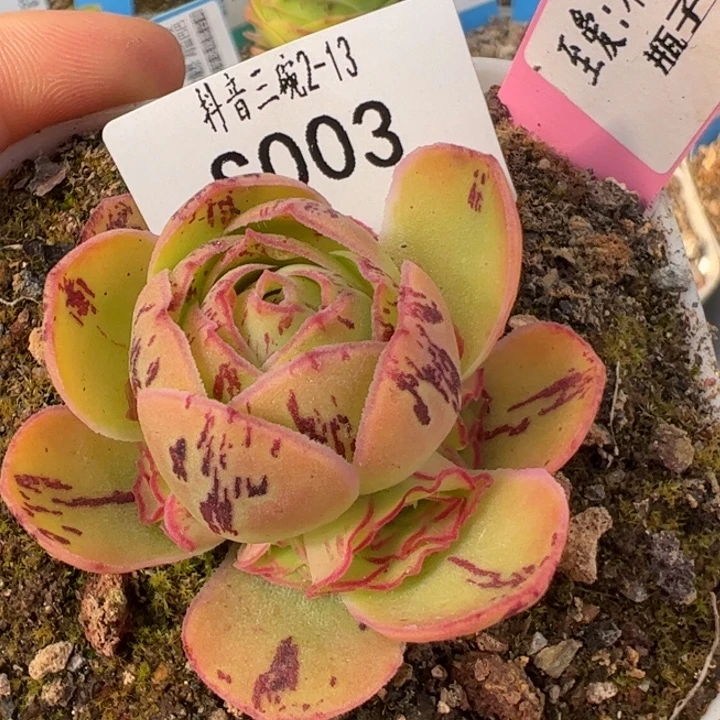 三碗03不染 新年上播福利多肉