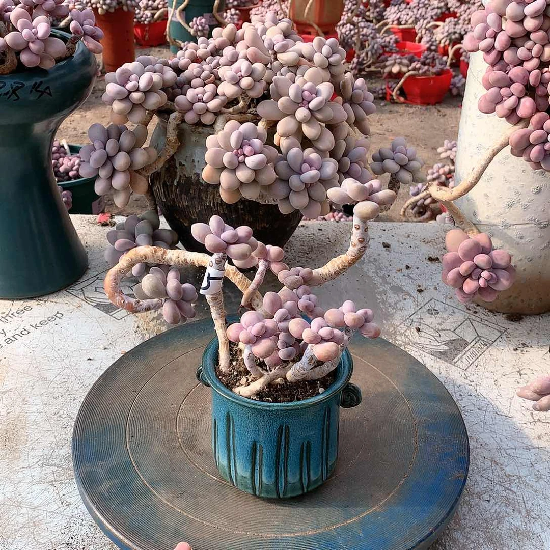 5一物一拍桃蛋不带盆