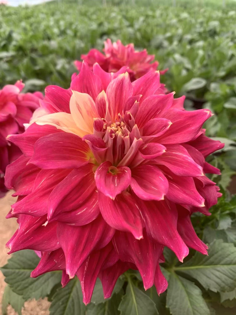 【神话】原盆发货 阳台庭院 室内室外 波西米亚·斯巴达克斯