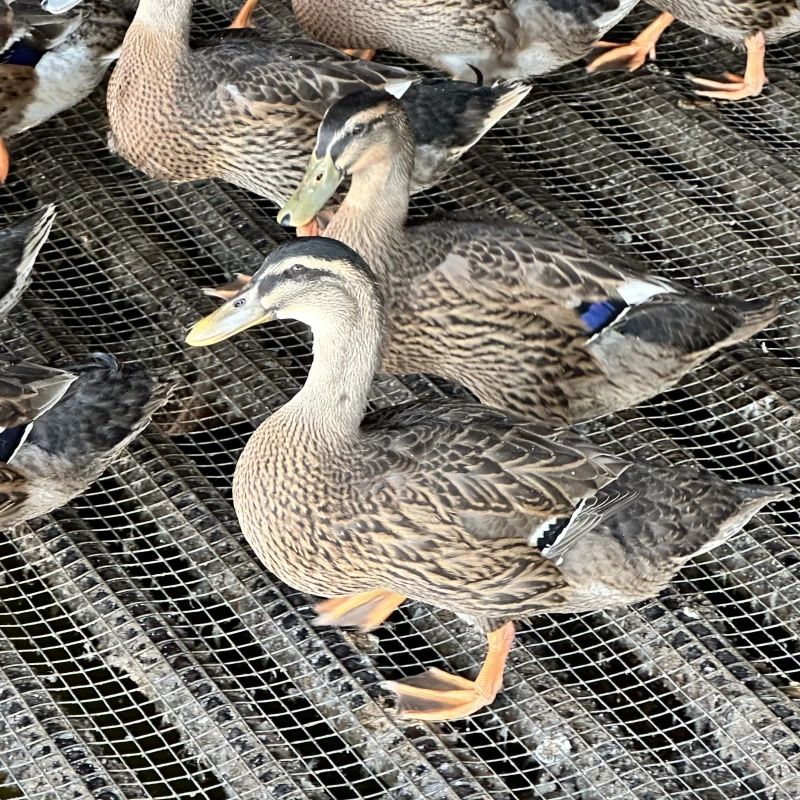 2斤左右青年鸭 绿头飞鸭 媒鸭 小青头鸭 水鸭  土鸭 肉质鲜美