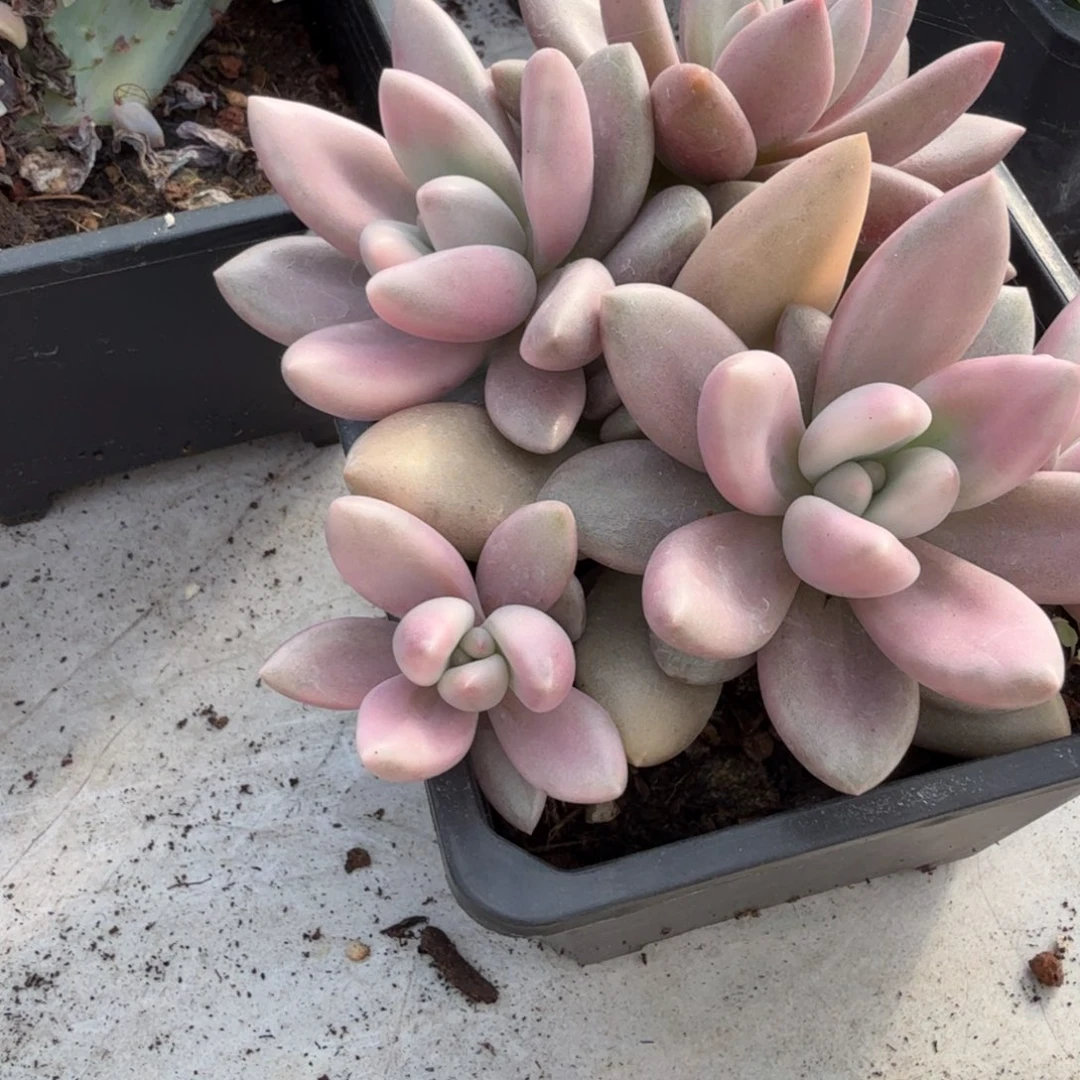 桃花源锦群多肉植物20