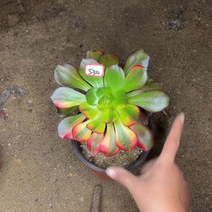 巫毒七彩530多肉植物