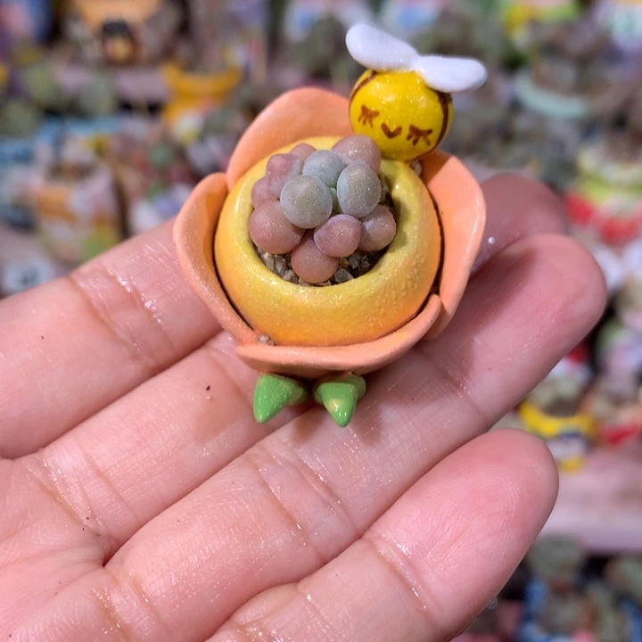 福利精品韩国奶杂带盆发货