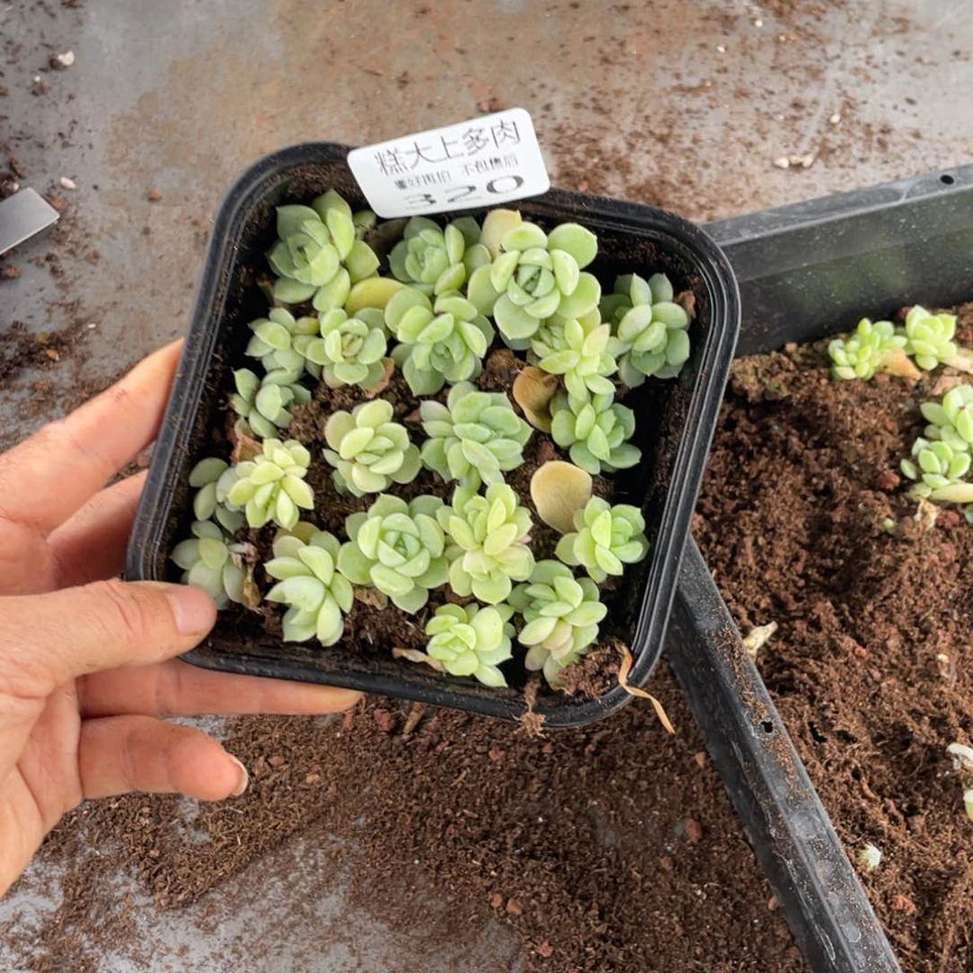 ?****）糕大上多肉植物320