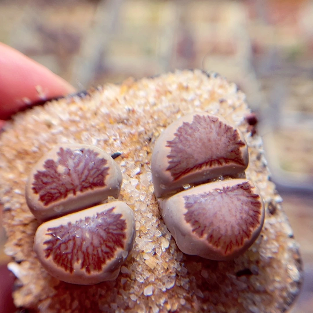 277号带盆包邮发货