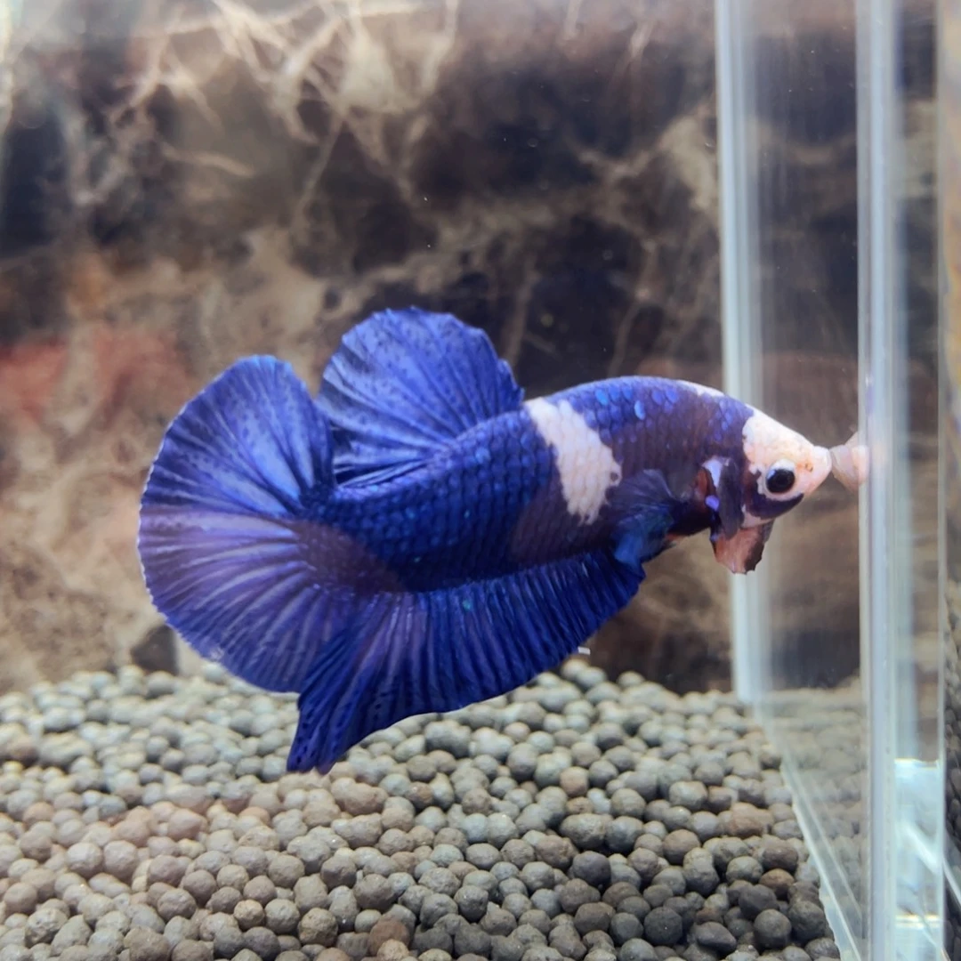 斗鱼江苏队日日日日日投入突然