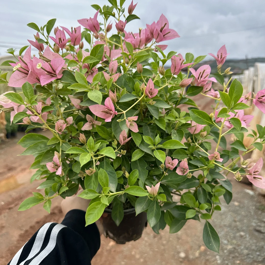 【丝绸】勤花三角梅带花分枝性极强超爱开花阳台庭院原盆原土有根系